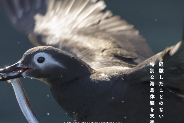 TOP│The_Seabird_Cruise